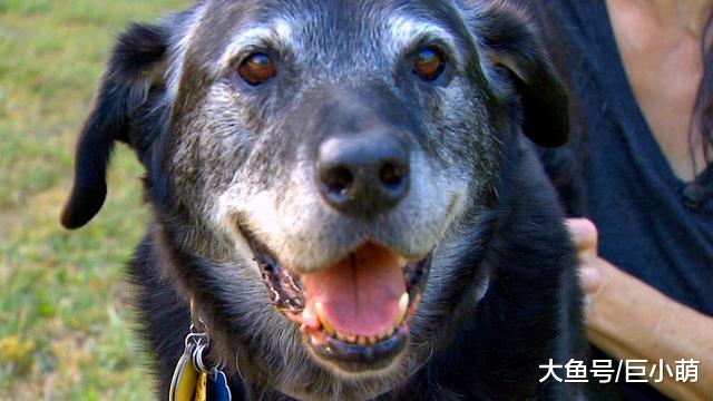 当狗狗年纪大了，它们会发生什么样的变化，会有哪些疾病困扰？