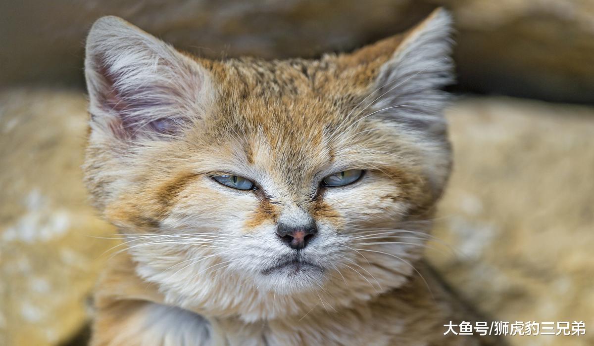 俗称“胖脸猫”的野生猫科动物，明明体型很小，却吃了脸大的亏