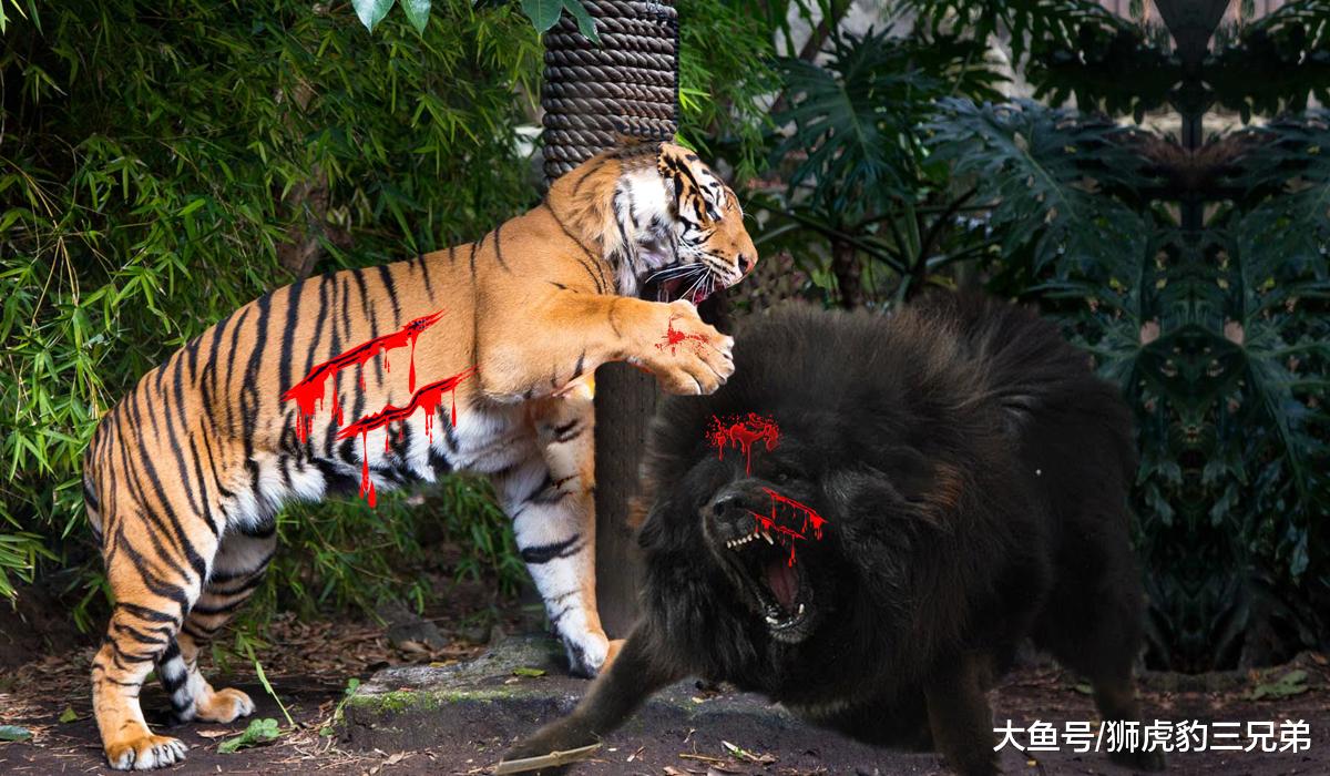 野生老虎能秒了藏獒吗？事实上纯种藏獒也是能顶几个回合的