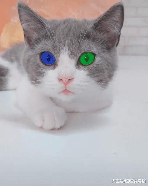 高颜值猫咪爆红网络，一双蓝绿“鸳鸯眼”，网友：偷猫犯法不？