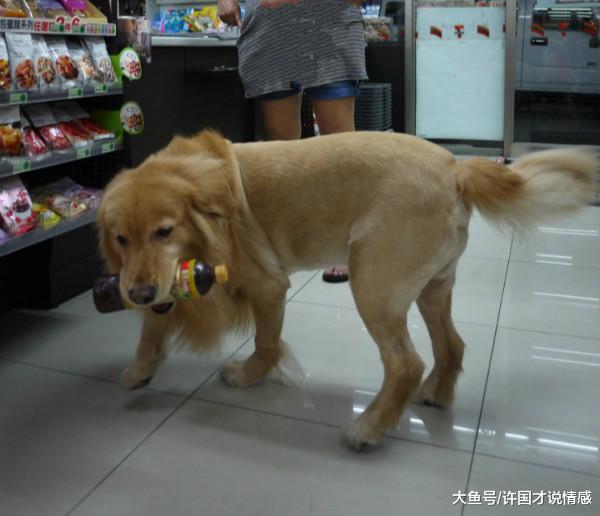 高智商金毛卖萌，一直跟着不让我出便利店门，趁此打劫才能离去