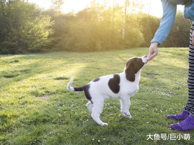 别见狗狗可爱，一上来就摸狗头，小心被狗咬