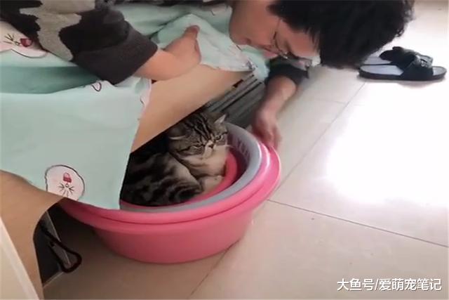 加菲猫每次闯祸都藏在床下，主人一找一个准，猫：我不要面子的吗