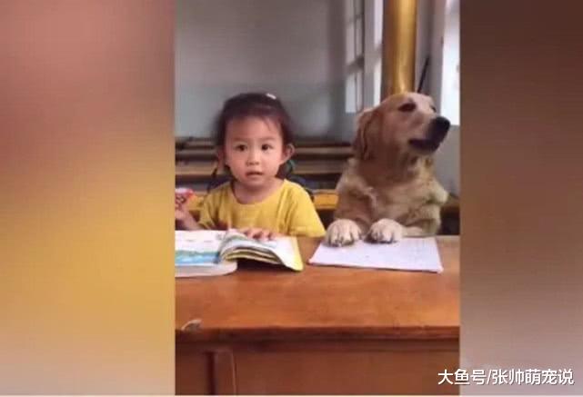 小女孩正在写作业时，偷亲了金毛一口，它的表情十分耐人寻味！