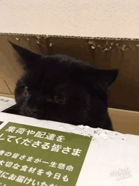 其实，猫的本质是打孔机吧！