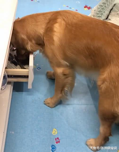 金毛爪子一股怪味，遭到主人的嫌弃，结果狗子的举动真是成精了！