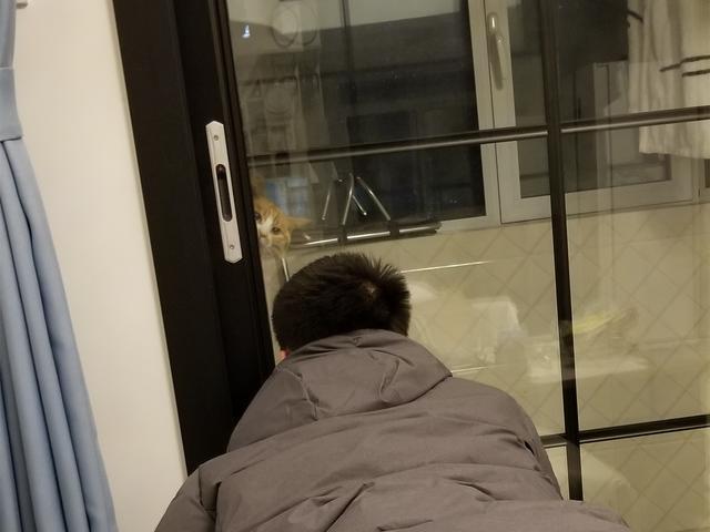 铲屎官带萌宠回爸妈家，当初遭家长严词拒绝的猫咪，如今：真香！