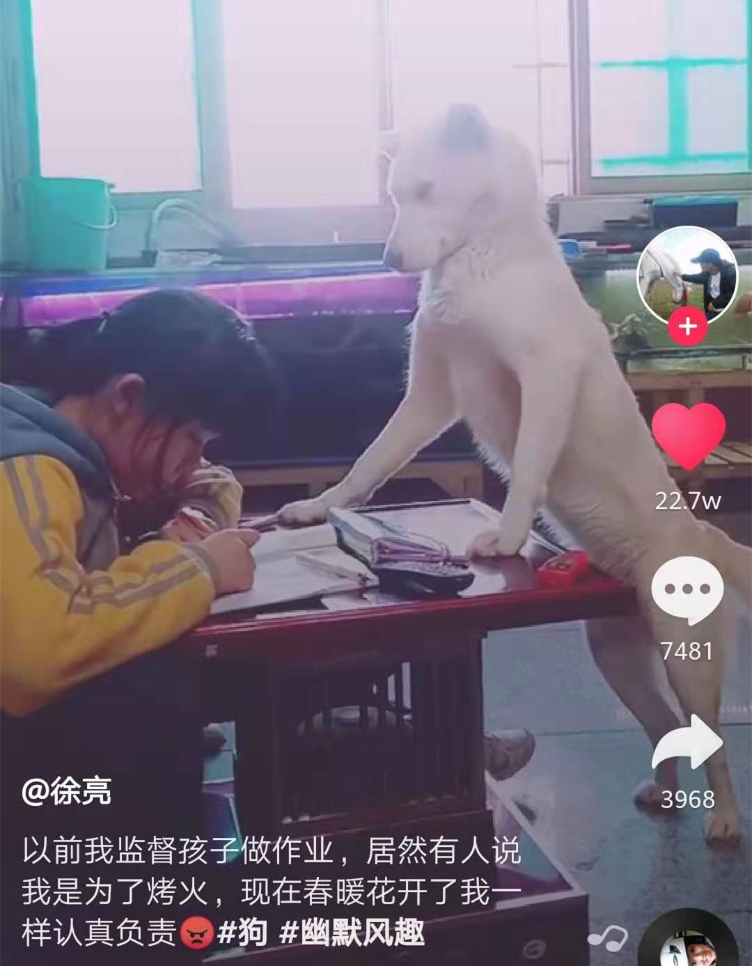 网友训狗盯女儿写作业，狗子都没时间约会了！