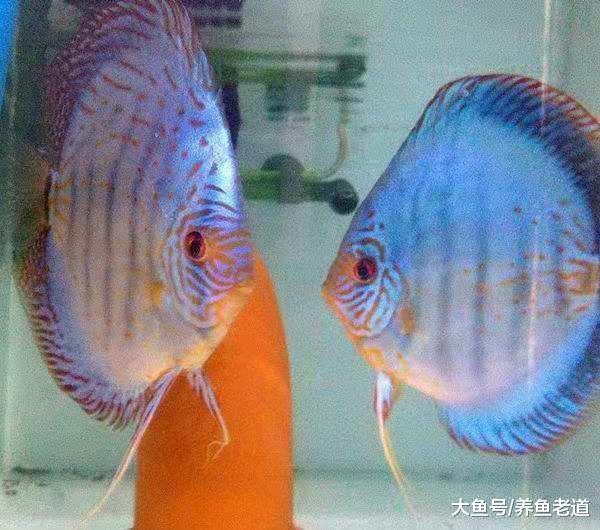 神仙鱼和七彩神仙鱼相比，哪个更容易繁殖，各有什么优缺点？