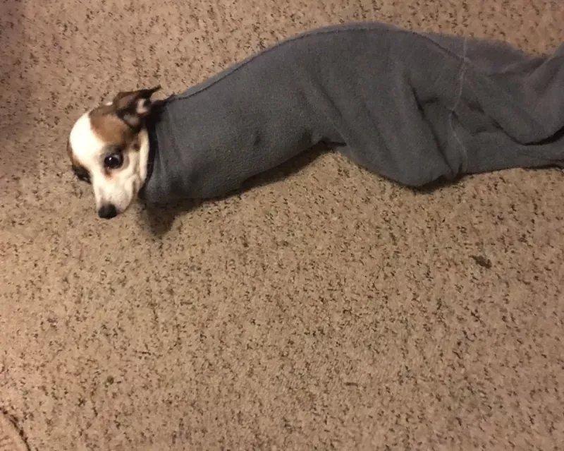 ?被困在袖子里的汪星人