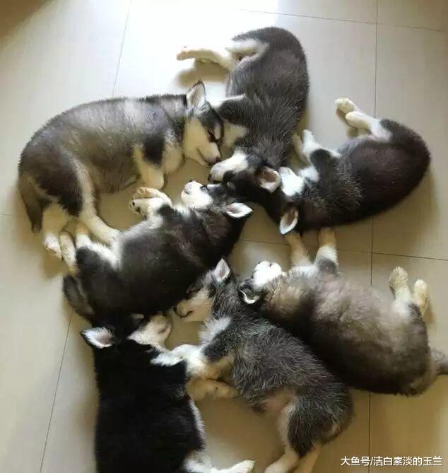 二哈意外怀孕，生下狗宝宝后高兴极了，主人看了看钱包却苦着脸