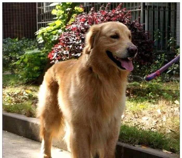 女主让金毛叫男友起床，半小时后还没动静，开门一看不淡定了