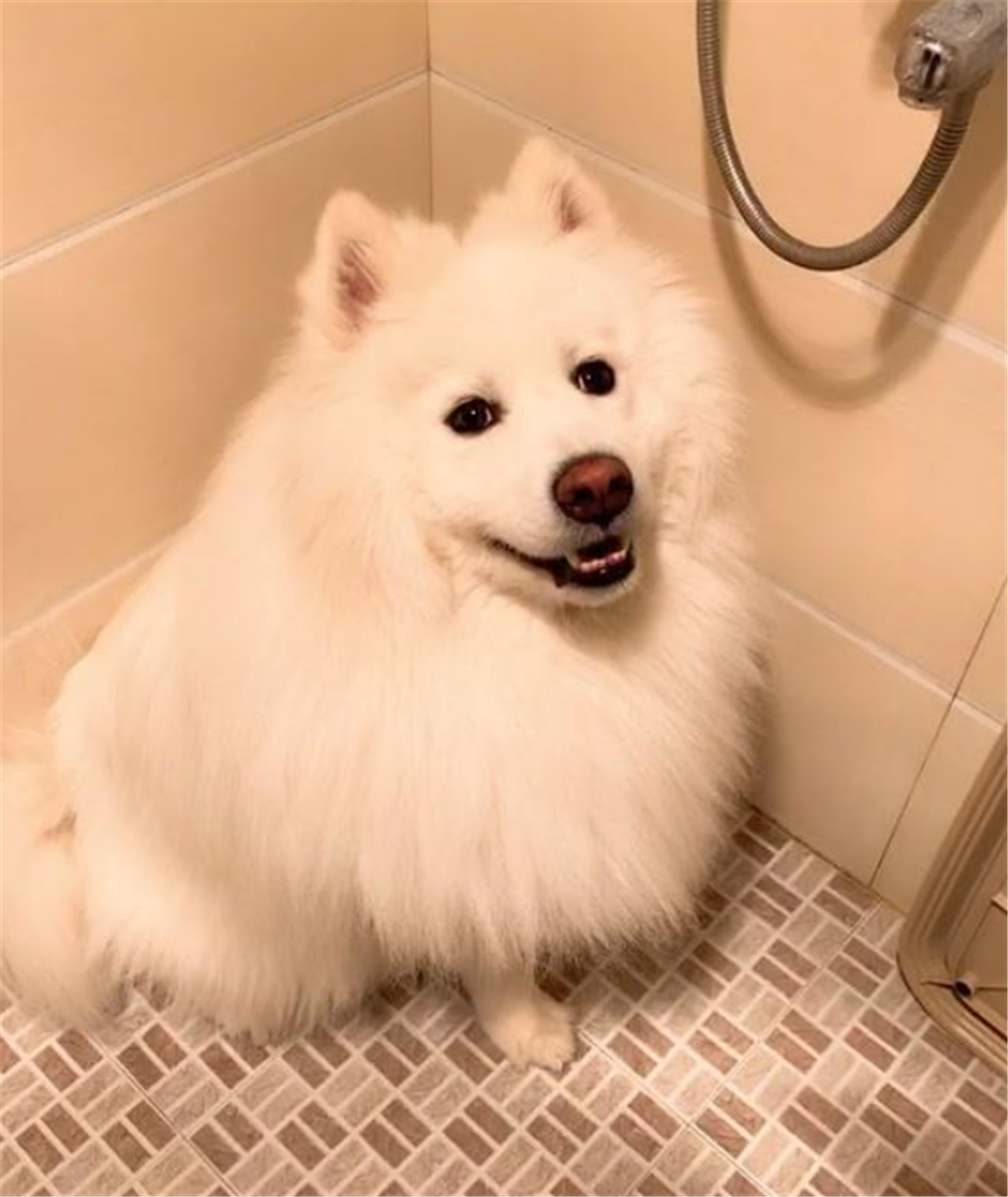 萨摩躲角落里不愿洗澡, 主人拿出一盒酸奶, 狗子的表现亮了……