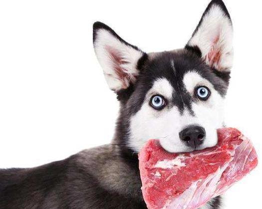 天气渐冷时，狗狗痴迷于你的被窝，你会怎么做？