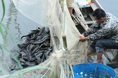 这些东西跑到外面去居然会引起生态危机！