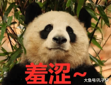 熊猫与奶爸日常秀恩爱，躺在他身上深情的望着他：我们公开吧！