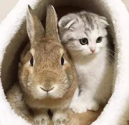 猫咪被兔兔霸王硬上弓, 名副其实的“流氓兔”