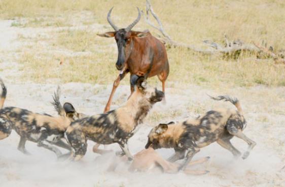 小羚羊被鬣狗群包围，没想到，羚羊妈妈做出这样的决定，不敢想