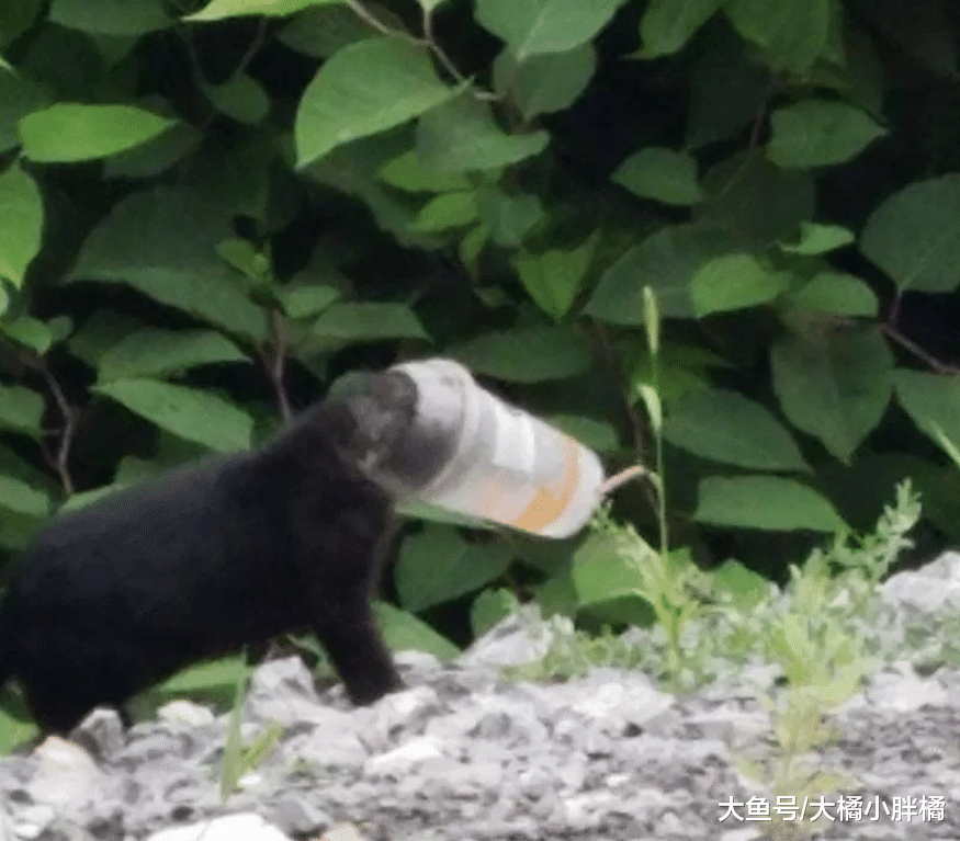 流浪猫被奶茶杯卡住脑袋，小伙设下陷阱帮助它，却让它兄弟着了道