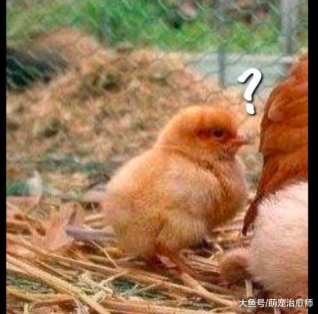 鸡妈妈给两只小狗取暖，小鸡们站在一旁都懵了：你还是我亲妈吗？