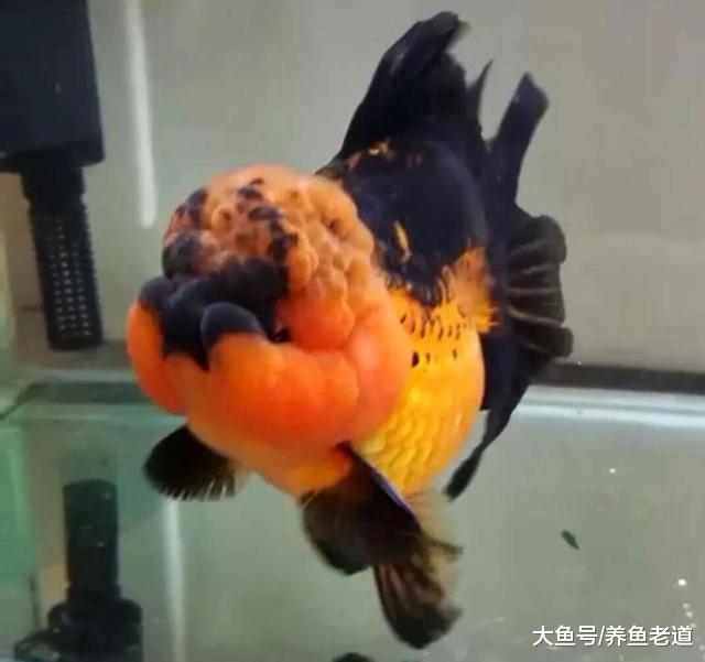 鱼缸下药后突然导致水质浑浊，原因在哪，一定是硝化细菌死亡吗？