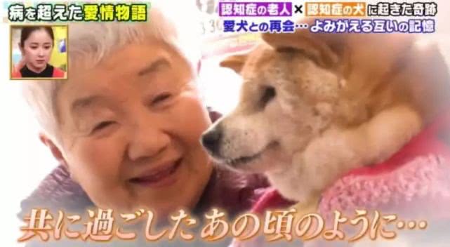 一起患上了痴呆症的奶奶和柴犬，长时间未见，感人的画面就此上演