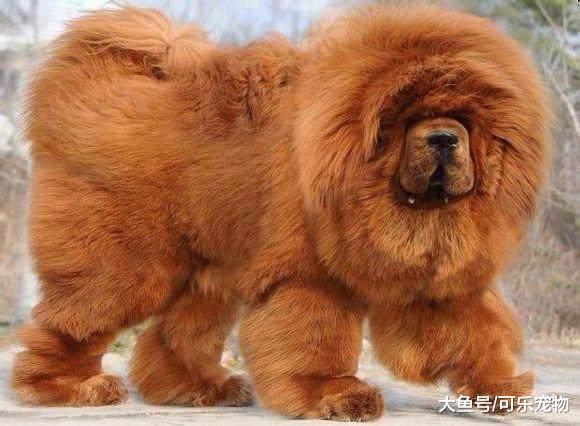 被无良商家培育的“畸形犬”，看着威武勇猛，实际上却只是花架子