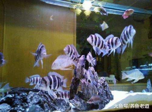 鱼缸里有过滤棉就够了还要生化棉干嘛，它们是不是多余的？