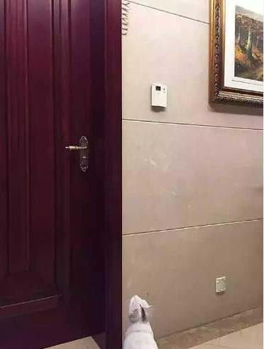 小猫吃的有点胖了，主人想出奇招让它减肥