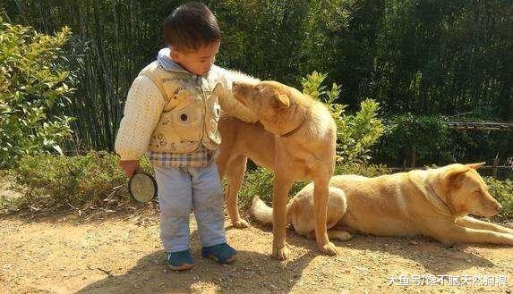 这5类狗狗, 一定要拉黑, 不能养!