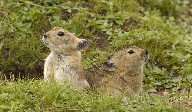 藏狐是高原鼠兔的专性捕食者，它的存在直接影响草原生态健康度