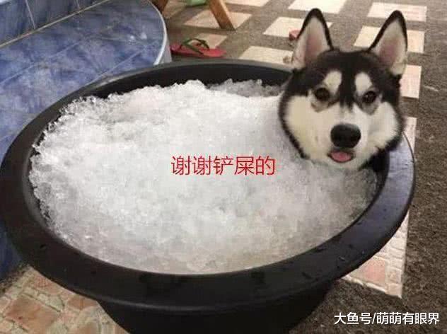 哈士奇拆家，铲屎的气得把它做成“冰镇狗肉”，半小时后肠子悔青