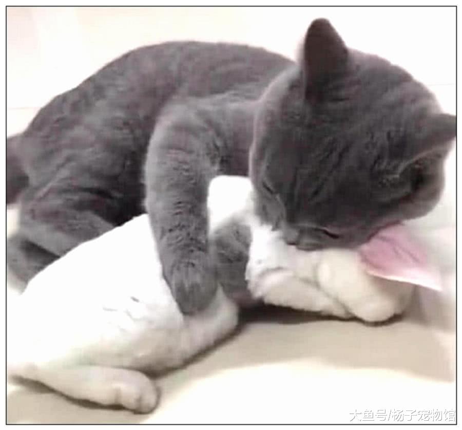 女子出门忘把兔子关笼里，急忙跑回家，开门一看直接愣住了！