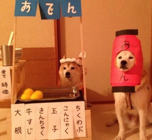 最會玩cosplay的柴犬兄弟，主人手繪服裝讓它們cos神奇寶貝