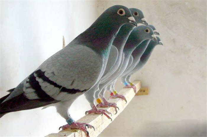 赛鸽健康成长，加强体质的小技巧——果蔬汁