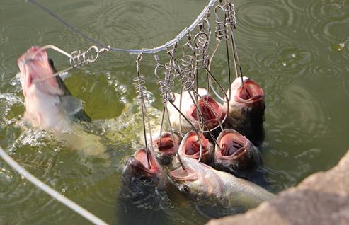 难怪老公不用蚯蚓钓鱼了！“懒人钓鱼神器”来袭，每天收获满满