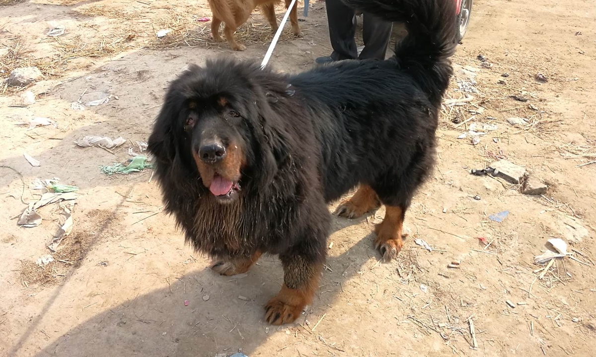 为什么狗能做出无辜的表情而狼不能？原因来自进化优势