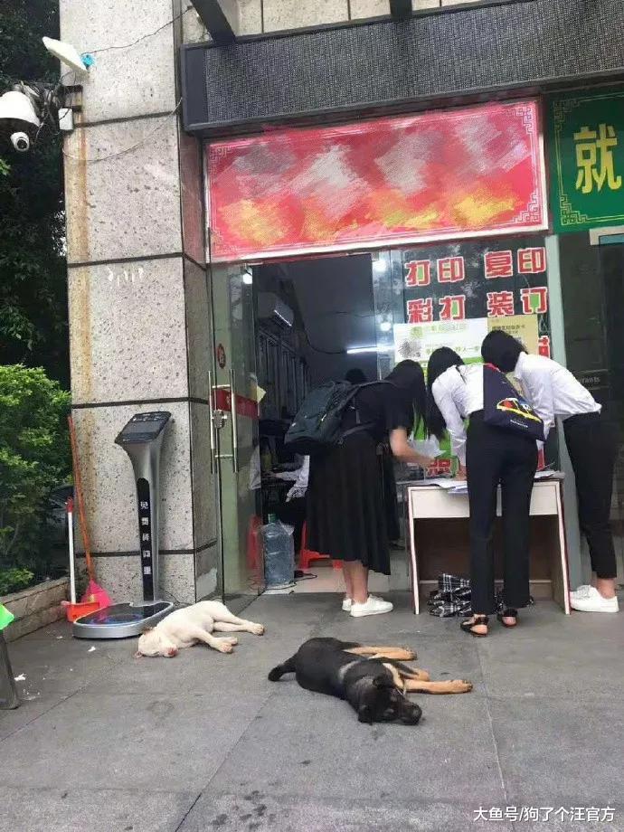四川警犬高温执行任务晕倒，训导员：我差点哭出来