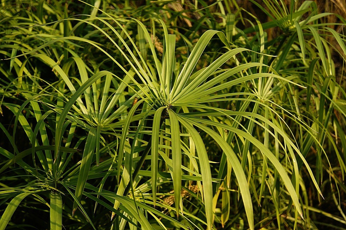 盆栽水竹的养护方法有哪些，这里知道来看看吧