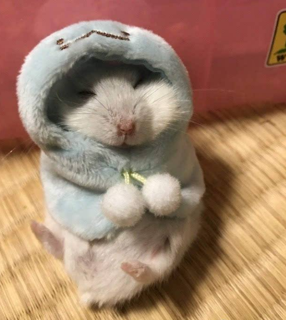 主人一开水龙头, 小萌鼠就会自己搓澡, 网友: 不是说不能成精吗?