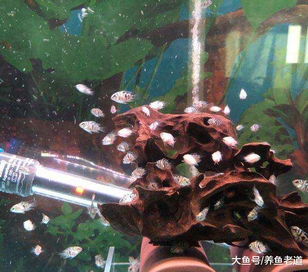 嘴巴越贱的观赏鱼，鱼友们越容易养到爆缸，这是真的吗？