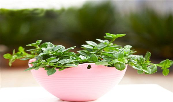 牡丹吊兰的养殖方法和注意事项有哪些，这里知道来看看吧