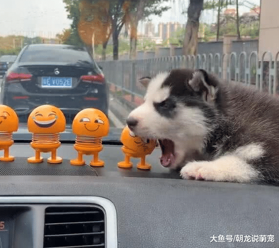 刚买的二哈，把它放进车头上，结果却把主人气我得想退货？