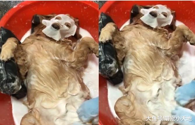 黄金猎犬奔跑完腿开开洗澡洗到睡着，网友笑翻：还有呼吸吗？