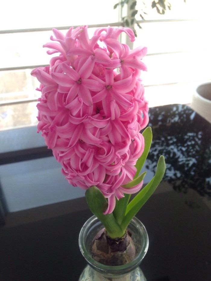 风信子花冠掉落原因是什么？这里知道来看看吧