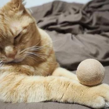 猫是一种植物呀，一到春天就会变成“蒲公英”