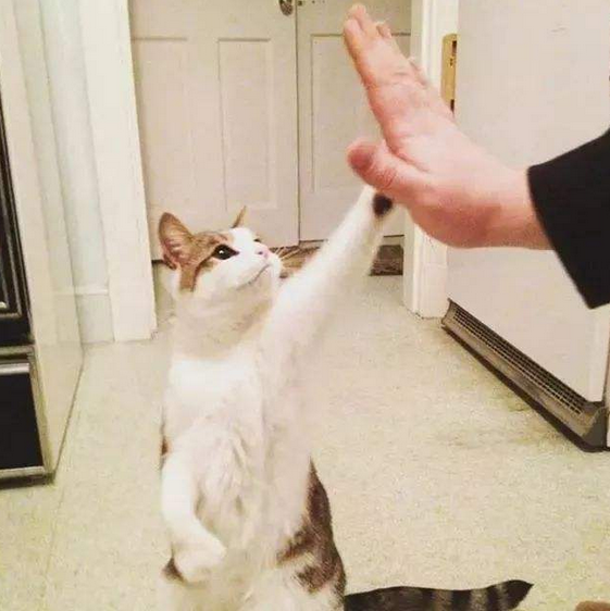 如何提高养猫幸福感——从改正猫咪这3种不良习惯开始