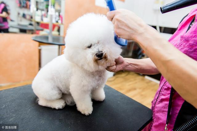 比熊犬害怕主人做這5件事，最后一件，對比熊來說最殘忍！