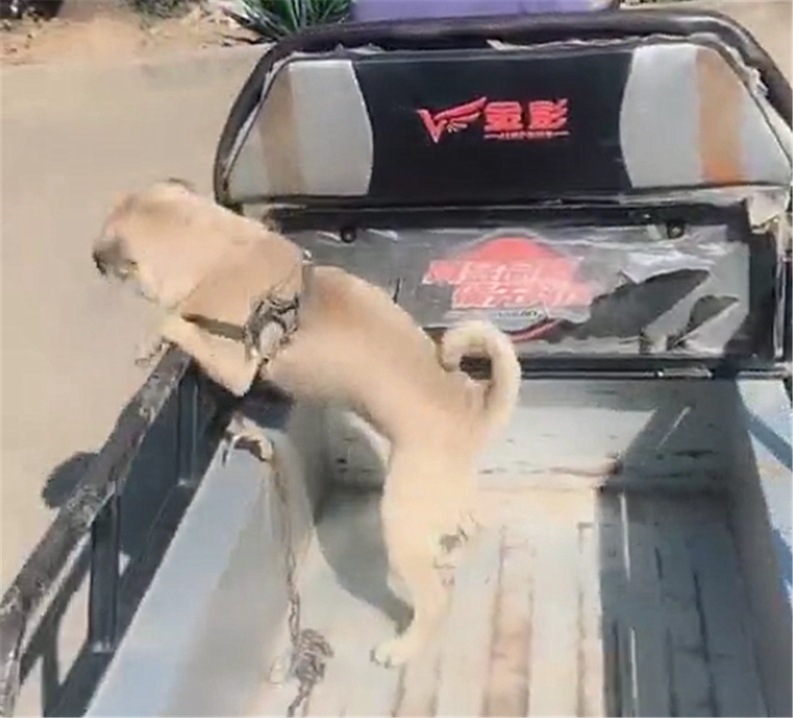 村里广播给草狗打疫苗，爷爷骑着三轮带狗子前往，狗：我不想打针