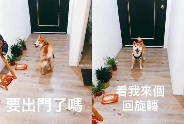 焦虑10岁老犬二度被弃养，后变爱笑男孩，她的一席话暖炸上千网友